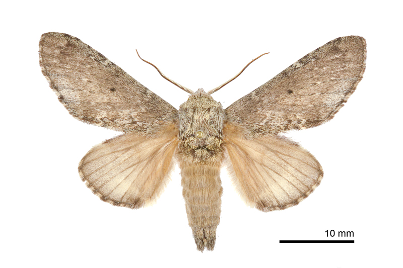 Betashachia angustipennis angustipennis Male